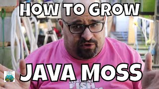 How to Grow Java Moss FAST!