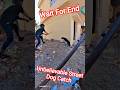 Gojo High Running Dog Miss Catch #shorts​ #ytviral​ #pets​ #streetdogrescue #dog​ #dogshorts​