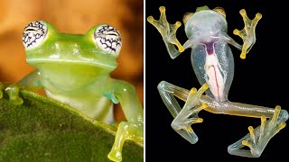 Secrets Of The Gl Frog Natures See-Through Marvel