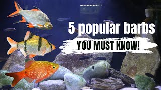 these barbs are a MUST HAVE!, 5 popular barbs fish YOU SHOULDN’T MISS