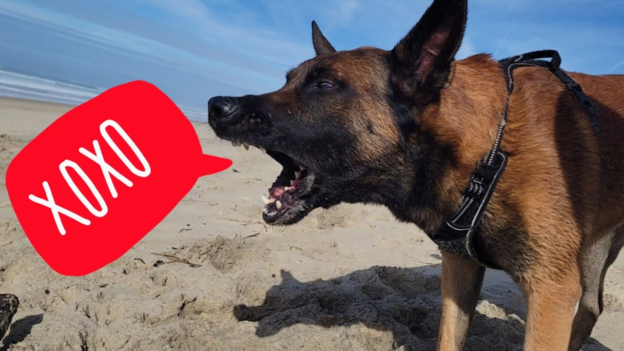 Berger Belges qui Aboie Aboiement de Chien YouTube