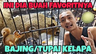 Inilah Buah Favorit Untuk Bajing Tupai Kelapa Rakus Banget Si Josh