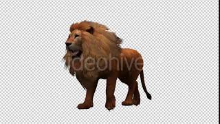 3D Lion Animation 9 | Motion Graphics - Videohive template