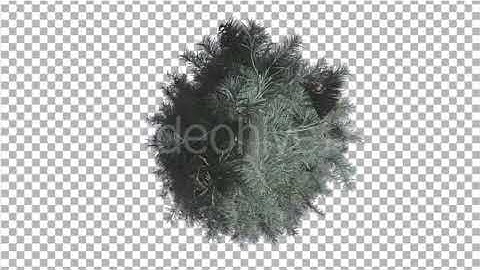 Blue Spruce Top Down Tree is Swaying at the Wind | Motion Graphics - Envato elements