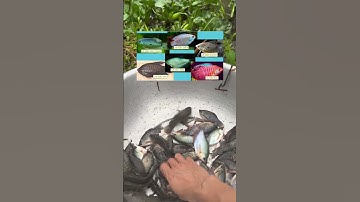 Phân biệt các loại cá sặc