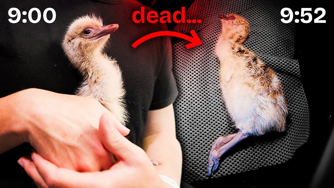 Oh No! Something Terrible Happened to our Emu