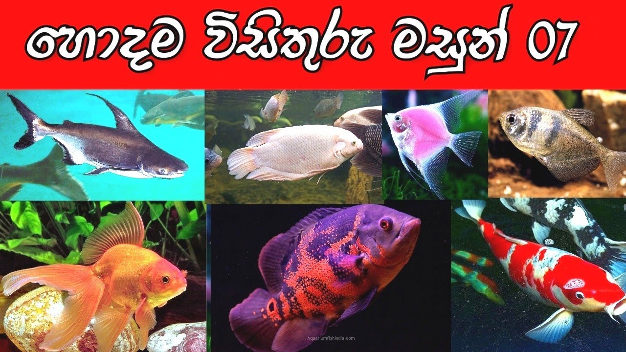 Top 07 of Ornamental fish හොදම විසිතුරු මසුන් 07 මිල සමග YouTube