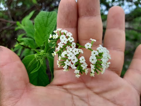 Video: Auginame Heliotropo Hibridą Patalpose - Heliotropium Hibridium - Heliotropo Rūšis Ir Veisles