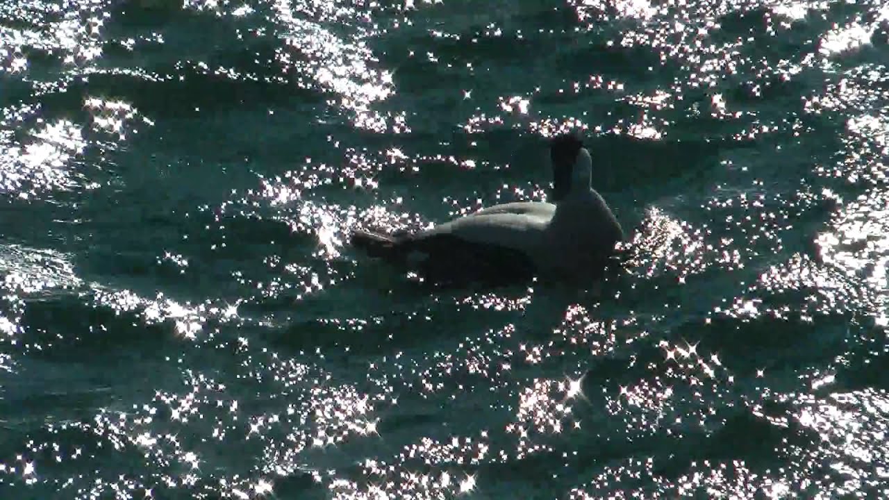 EDREDONE (Somateria mollissima)