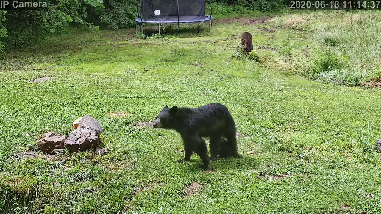 Mama and her bear cubs 6-18-20 - YouTube