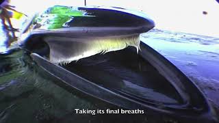 The Death of a Bryde's Whale