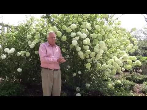 Video: Leatherleaf Viburnum Teave – Leatherleaf Viburnum põõsaste eest hoolitsemine