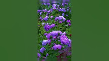تلاوة عطرة تريح القلب سورة القلم