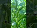 Indian Vegetables That Took Over the World! #shorts #plants #farming