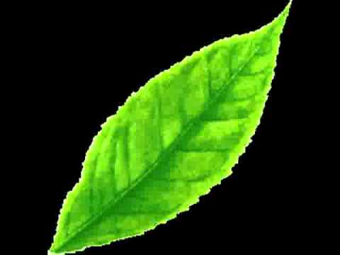 tea leaf green not fit