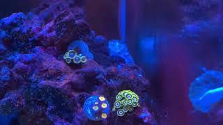 Update on my Zoas and recapping my method to grow them (watch in HD )