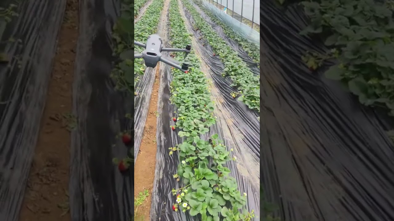 Precision Agriculture: Monitoring Strawberry Crops with AI Drones 🍓🛸