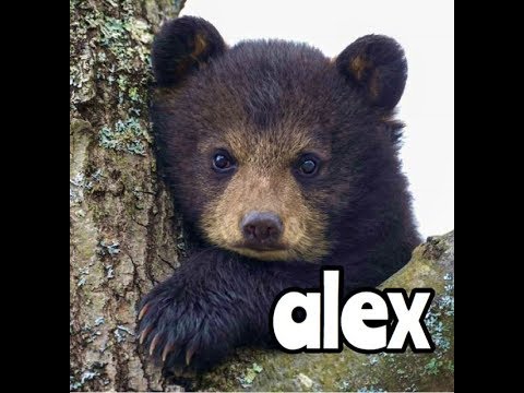 Alex The Black Bear Is Lonely - Children's Bedtime Story/Meditation