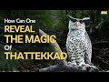 How can you reveal the magic of thattekkad in kerala i owls loris and more