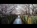 Tokyo, Japan cherry blossom trip 2017