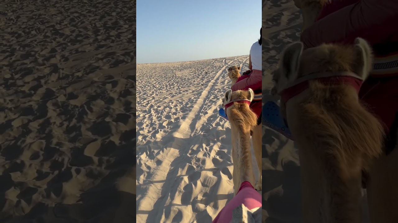 Camel Riding experience🐫🇶🇦❣️ 
