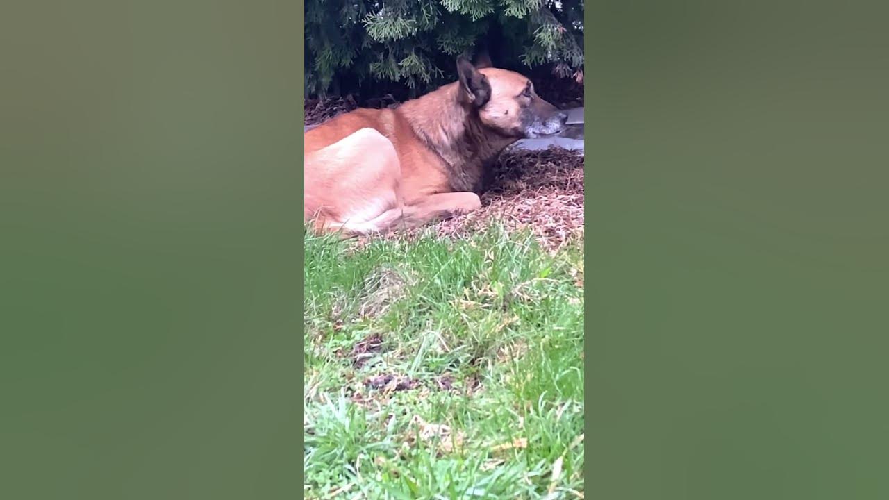 #dog #дворняга #собака під ялиною живе #пес #тварина - YouTube