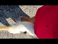 Playful Cat 😺