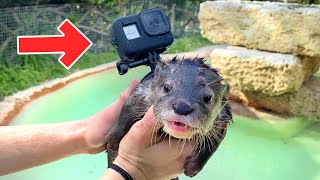 I STRAPPED a GOPRO ON an OTTER!