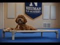Max (Cockapoo) Boot Camp Dog Training Demonstration Max (Cockapoo) Boot Camp Dog Training Demonstration