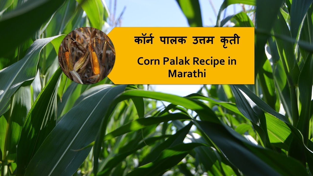 Corn Palak Recipe in Marathi कॉर्न पालक उत्तम कृती YouTube