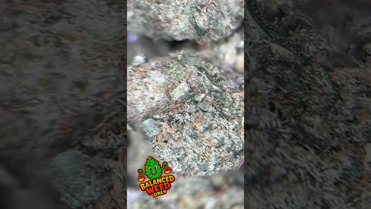 Pedanios 10/13 MBE-CA – Moon Berry 