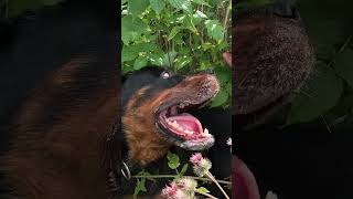 Ротвейлер и жара не совместимы #ротвейлер #денисыч #собака #dog #rottweiler