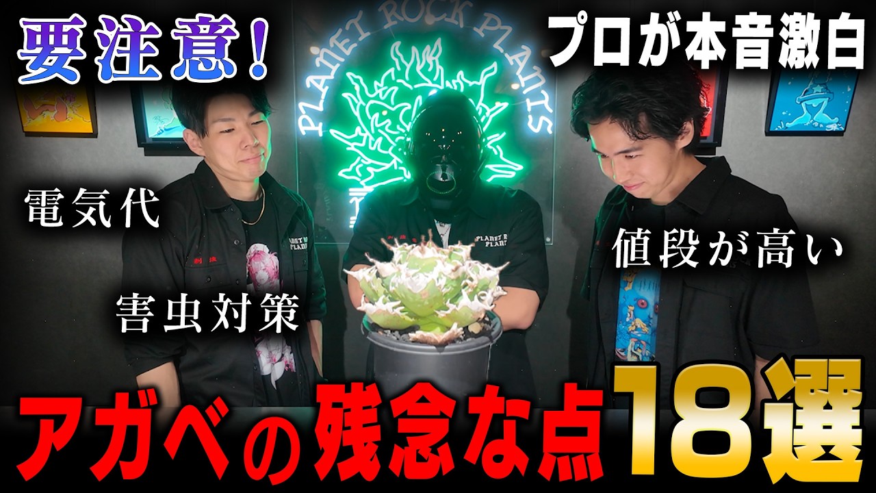 アガベの悪口言ってみた【多肉植物】【初心者】【ROCKさん】【園芸