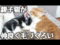 仲良く毛づくろいし合う親子猫がかわいい