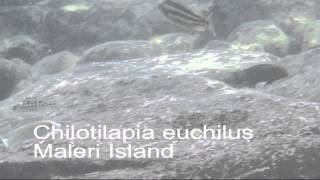 Chilotilapia Euchilus Maleri Island