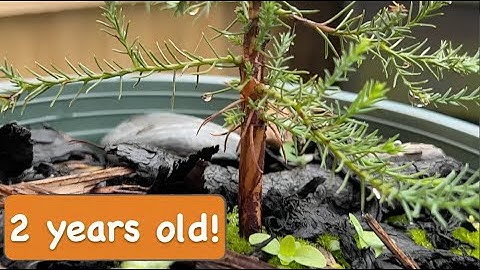 Two Years Old Giant Sequoia tree Grown from Seed [2 years timelapse]