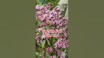 Cây mần tưới các chị em nên tham khảo #caymantuoi #dieukinh #thaoduoc