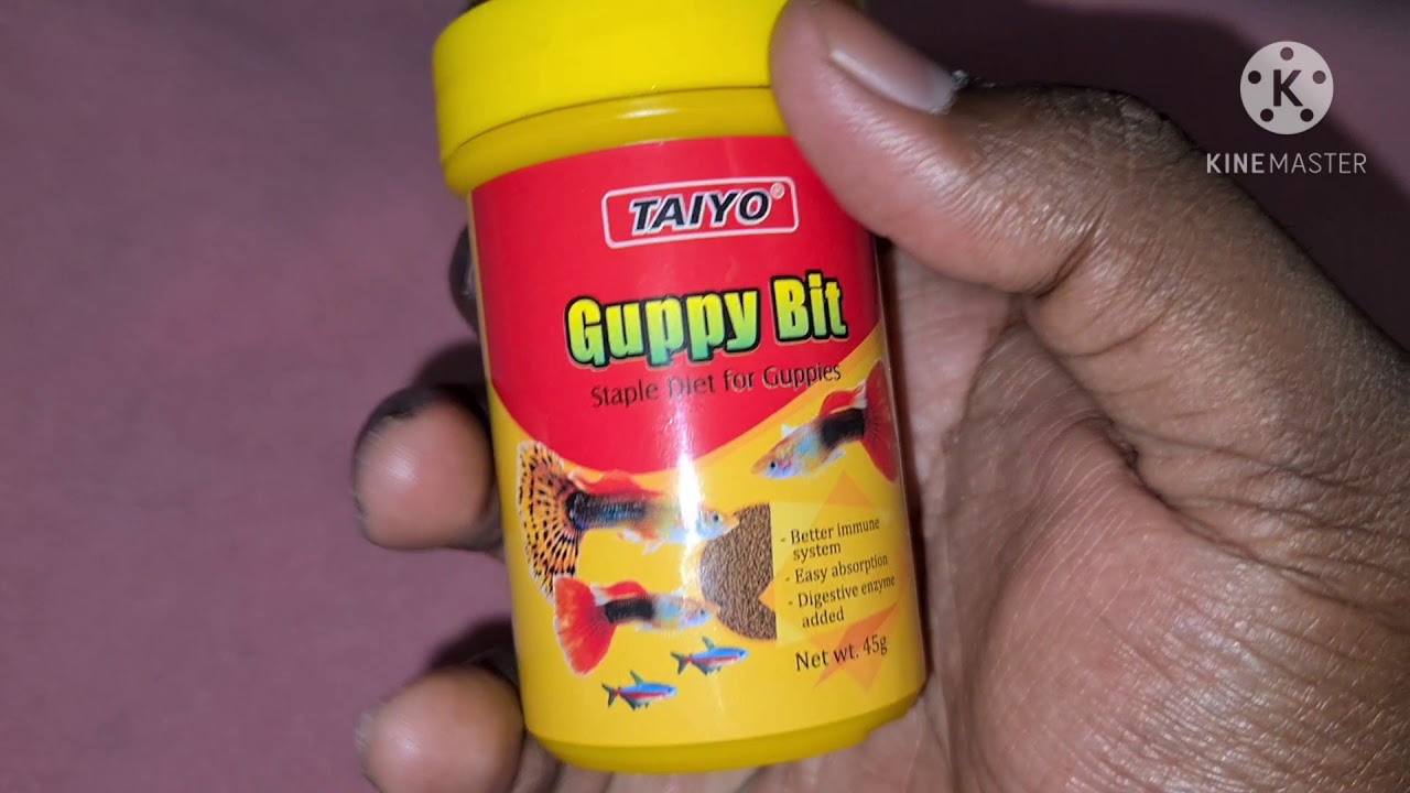 The Best Guppy Fish Food Guppy Fry Food Powerful Color Enhancing Diet for All Guppies YouTube