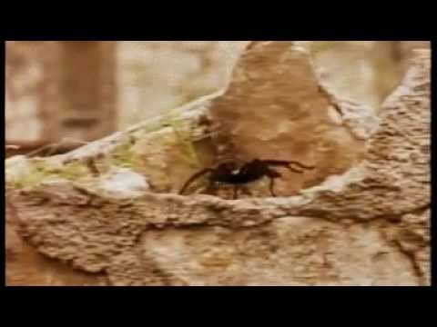 Schlacht Von Alamo Schlacht Von Alamo