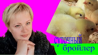 еще раз про суточного бройлера