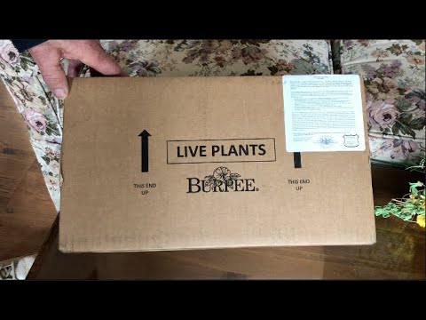 Como plantar nua Root morango Plantas