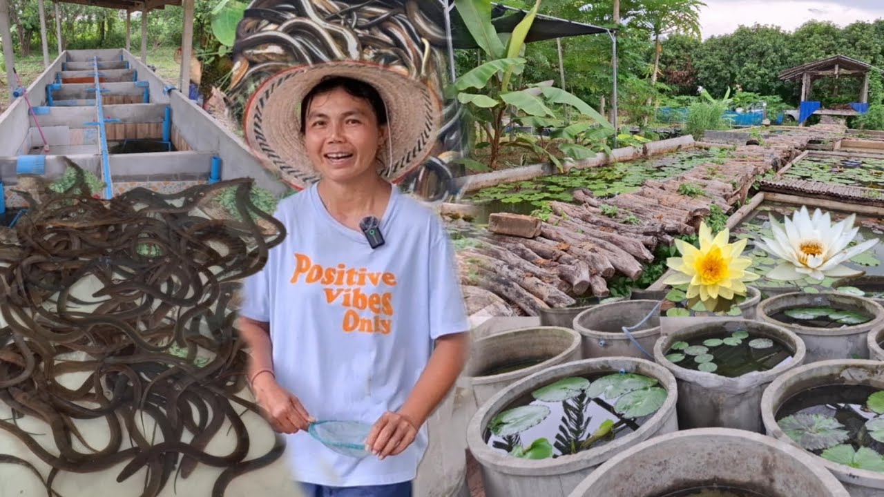 อลังการงานปลาไหล!!เลี้ยงมากแค่ไหนก็ไม่พอขาย