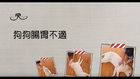 【宠物】狗狗肠胃不适按摩法，简易保养让毛小孩好健康！| 爱生活 - 天天要闻