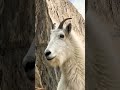 #ai#a white mountain ⛰️ goat standing vertical edge of rough rock highest and deepest bottom surface