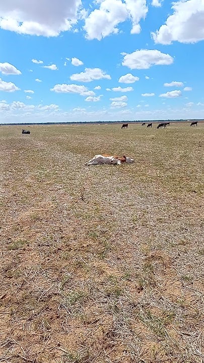 Развалился 🤣🐮 - YouTube
