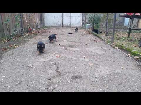 German Shepherd Linda with children-გერმანული ნაგაზი ლინდა შვილებთან ერთად