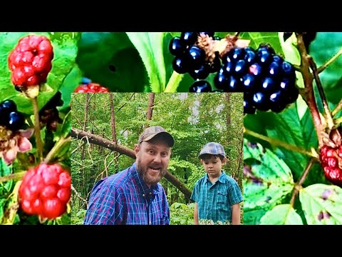 Video: Cumberland - hallon med svarta bär. Fördelar och nackdelar med sorten. Hallonodling