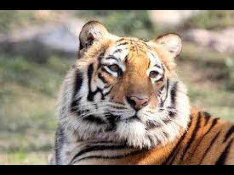 AYUB NATIONAL PARK ZOO | PLAY LAND INSIDE ZOO | CHILDREN AMUSEMENT PARK