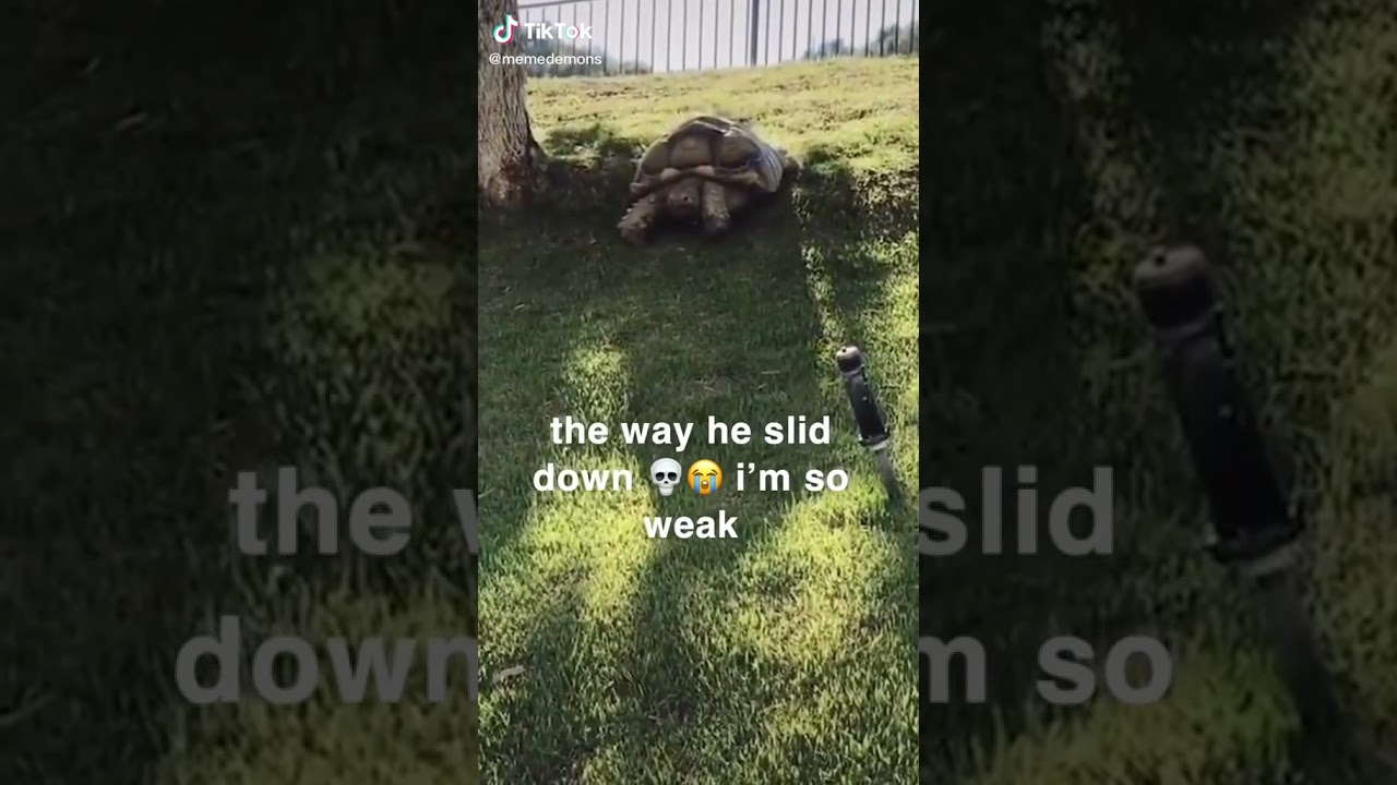 Turtle: Sliding Down A Hill 