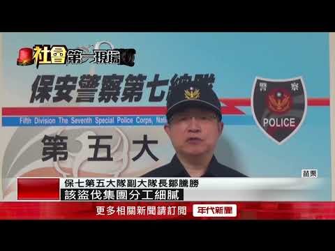 暗夜聽見鏈鋸聲！ 山老鼠進出烏來山區　分工盜伐肖楠木